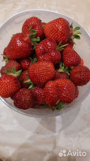 Клубника сортовая