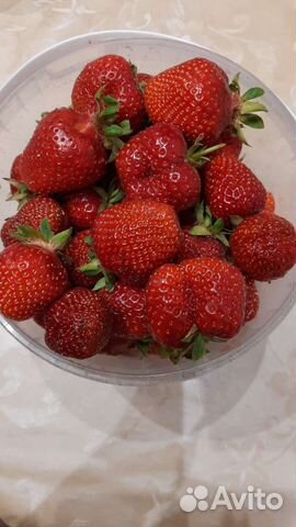 Клубника сортовая