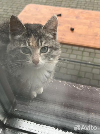 Замерзают котята