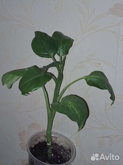 Диффенбахия