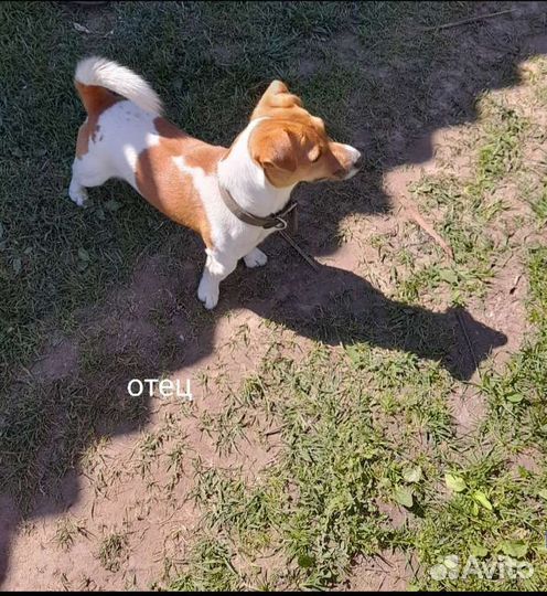 Щенки помесь Таксы-Той и Джек Рассел