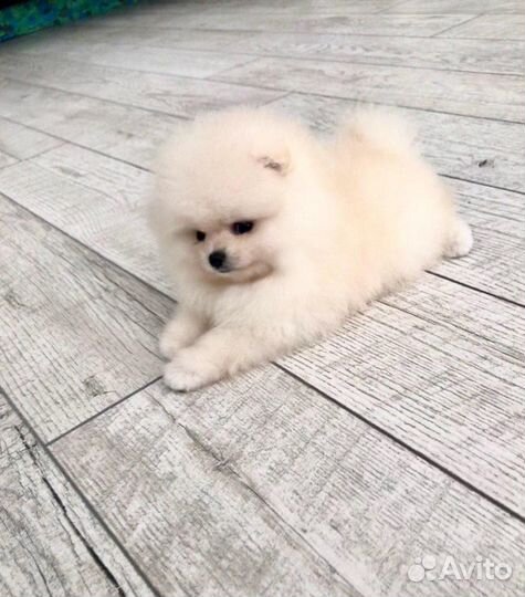 Шпицули мишутки мини