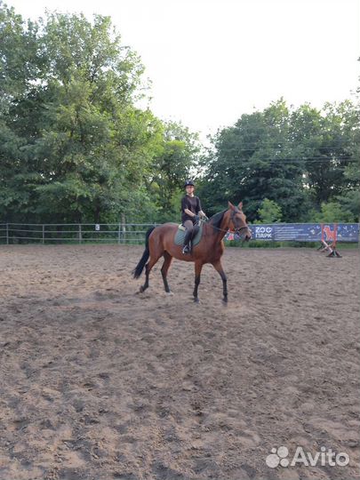 Жеребец, кобыла