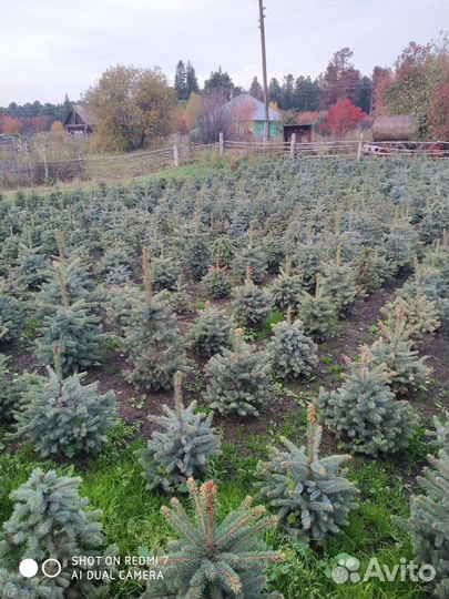 Саженцы ель голубая