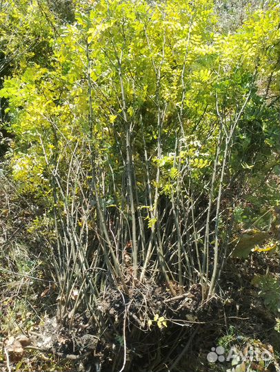 Желтая акация карагана саженцы
