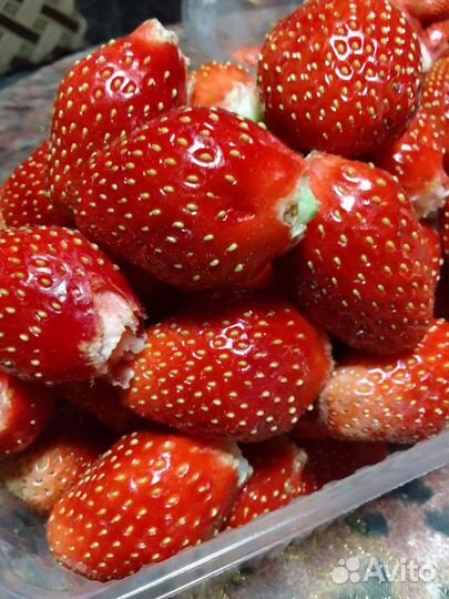 Рассада клубники купчиха