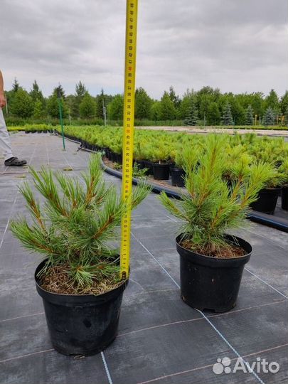 Кедровый стланик /С3 20-30 см