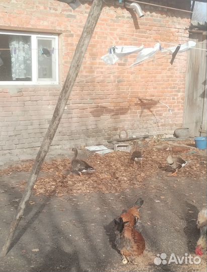 Белолобый гусь