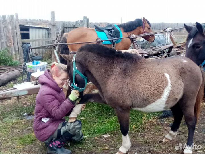 Прокат на лошадях