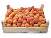 Ящик абрикосов/персиков/нектаринов 6-7