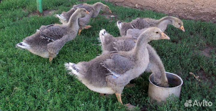 Гусята Линда и серые 28 дней
