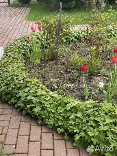 Герань бордюрная