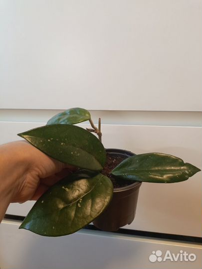 Комнатные растения любой 100