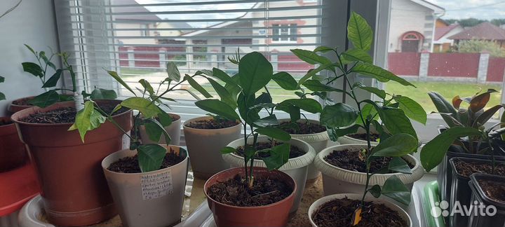 Саженцы лимона