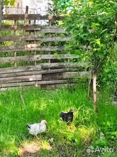 Цыплята куры несушки птица