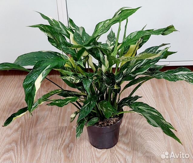 Спатифиллум даймонд вариегатный