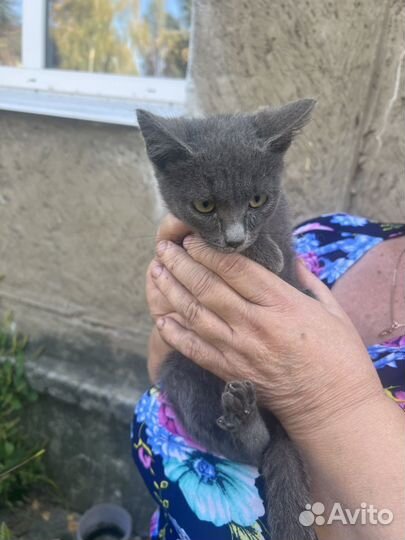 Русская голубая