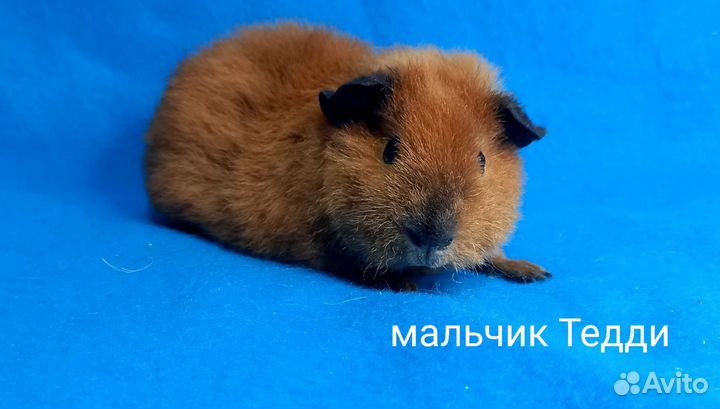 Морские свинки Тедди