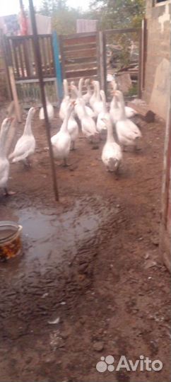 Гуси породы линда