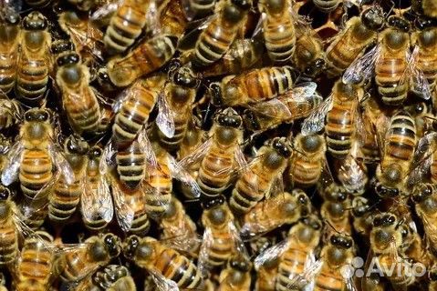 Пчелы. Продам пчелосемьи