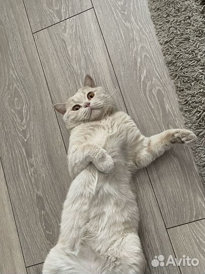 Британский кот в добрые руки