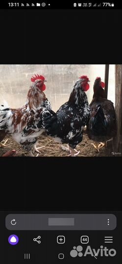 Молодые петухи