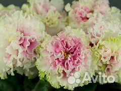 Цветущие фиалки в подарок