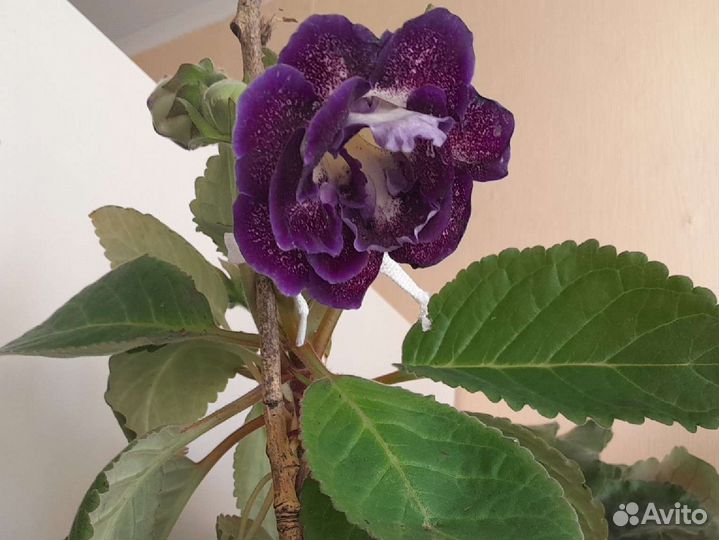 Глоксиния цветущая