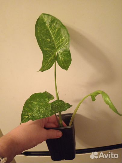 Сингониум Панда