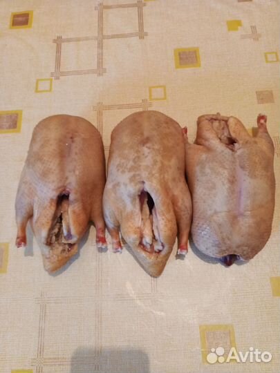 Мясо индюка, Идоутей