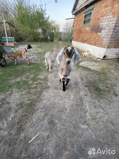 Альпо-нубийские козы и козлы