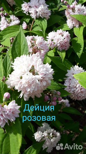 Кустарники