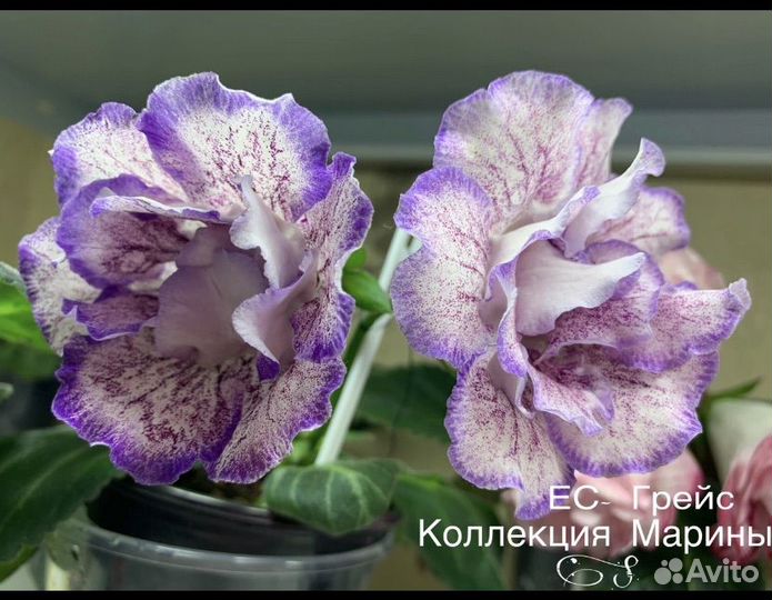 Свежий срез листочки сортовых махровых глоксиний