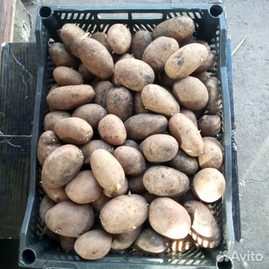 Семенной картофель