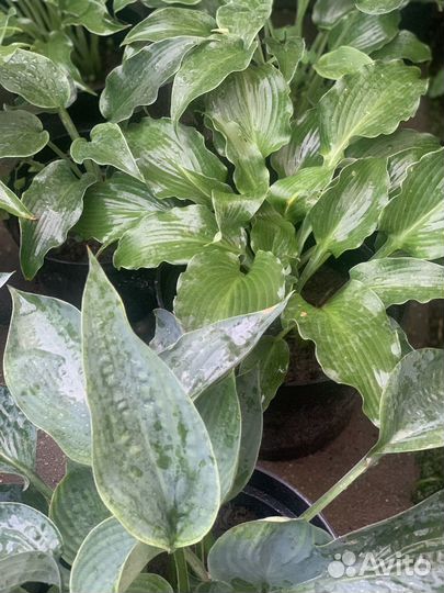 Цветы для сада