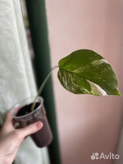 Монстера вариегатная альба черенки