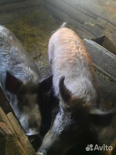 Дикий кабан