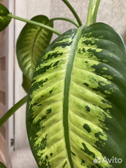 Диффенбахия прелестная (Dieffenbachia Amoena)