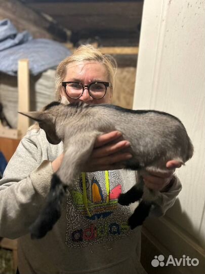 Козы и козлята камори, камерунские