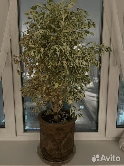 Фикус бенджамина