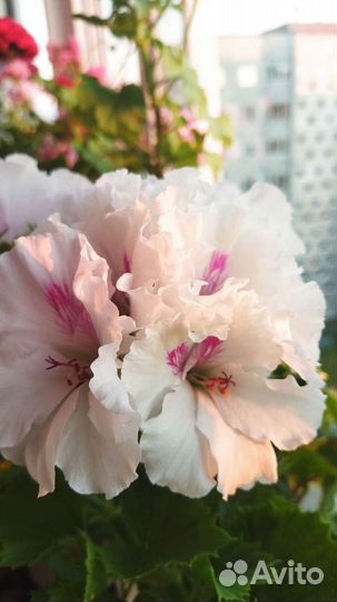 Сортовые пеларгонии