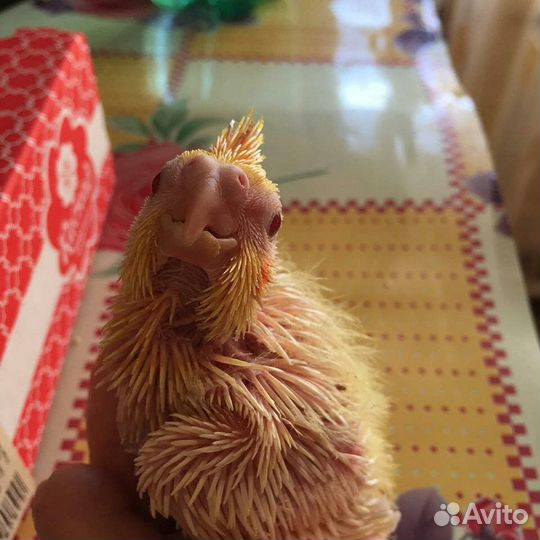 Птенцы корелл