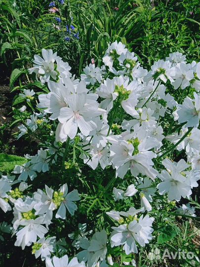 Эхиноцея., хелоне косая и т д