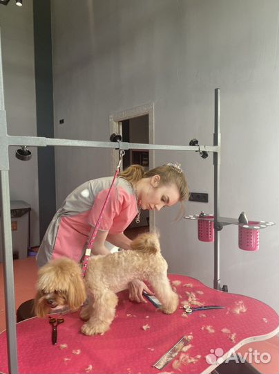 Бесплатный груминг