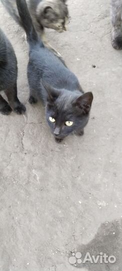 Отдам 2х кошечки в добрым руки возраст 4 месяца