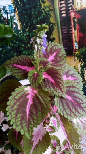 Колеус цветущий