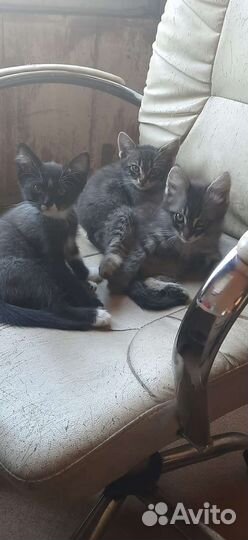 Кот в добрые руки