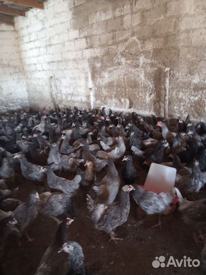 Куры молодка