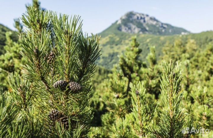 Семена сосна мугус горная карликовая