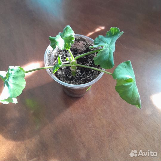 Сортовая пеларгония.Passat